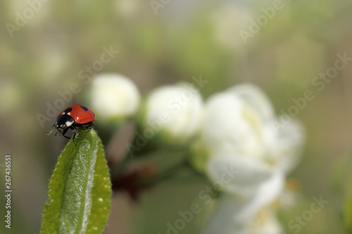 small red beetle with black dots is crawling on leaf close-up. ladybug in spring