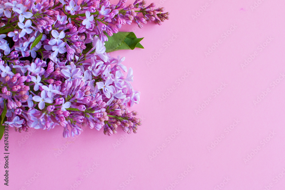 Lilac on pink background. Lilac flowers. Lilac on pink background. Lilac flowers.