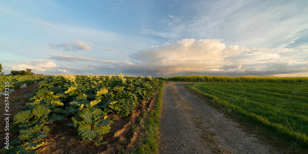 Obraz premium Rhabarber