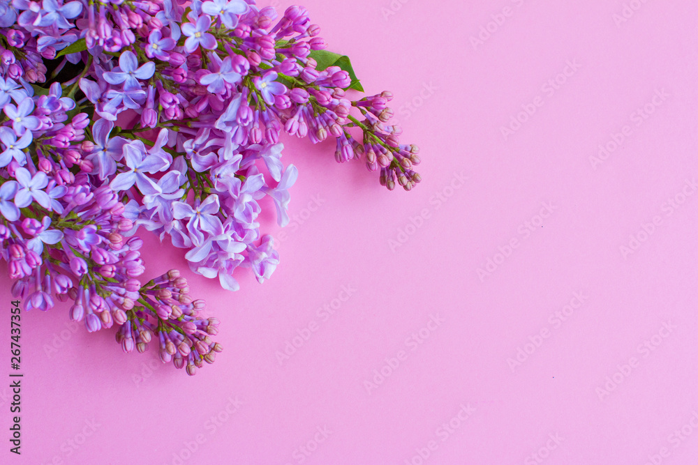 Lilac on pink background. Lilac flowers. Lilac on pink background. Lilac flowers.