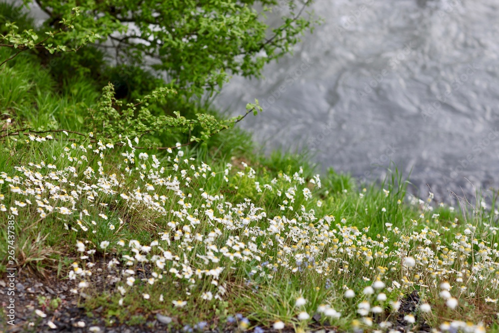 Obraz premium Mountain flowers and river