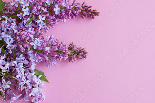 Lilac on pink background. Lilac flowers.