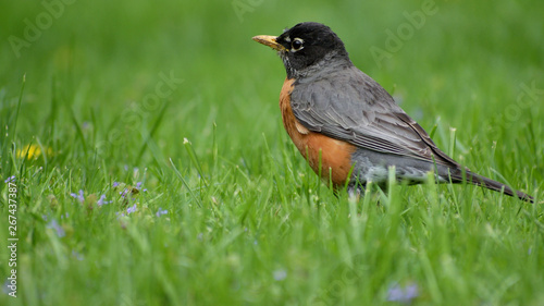 Robin, Bird