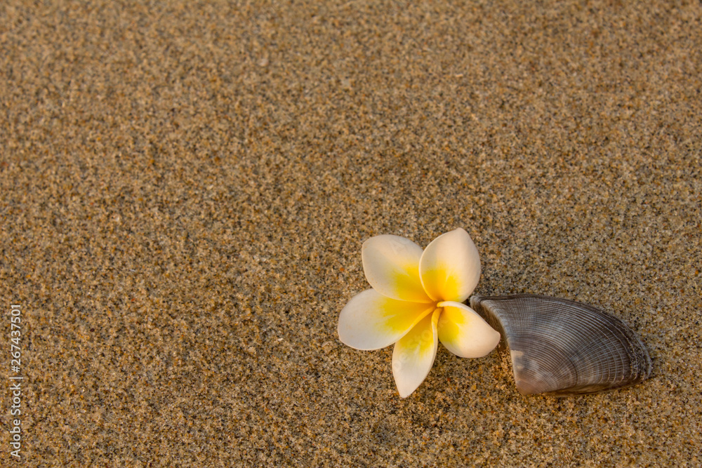 bright white frangipani plumeria flower and a brown gray shell lie on the blurry yellow sand. natural surface texture bright white frangipani plumeria flower and a brown gray shell lie on the blurry yellow sand. natural surface texture