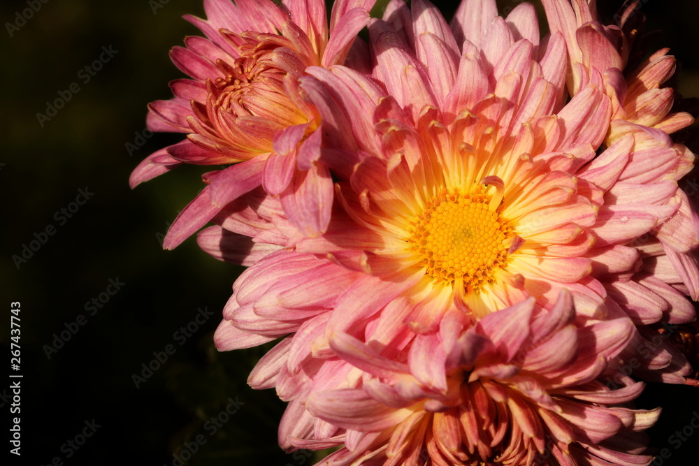 Obraz premium Beautiful pink and yellow Chrysanthemum flowers against a dark background with space for text on the left.