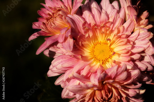 Beautiful pink and yellow Chrysanthemum flowers against a dark background with space for text on the left.