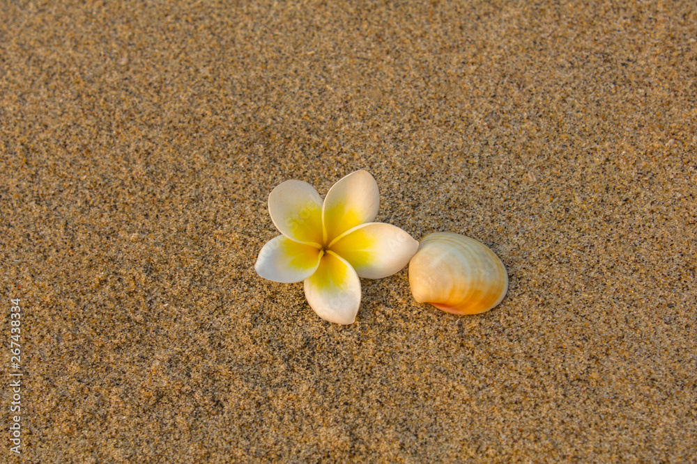 bright white frangipani plumeria flower and beige shell lie on the blurred yellow sand. natural surface texture bright white frangipani plumeria flower and beige shell lie on the blurred yellow sand. natural surface texture