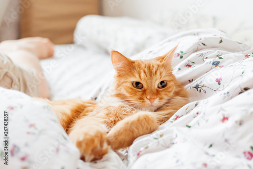 Cute ginger cat lying in bed. Fluffy pet comfortably settled to sleep. Cozy home background with funny pet.