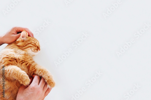 Happy cute ginger cat lying on white background. Man strokes smiling pet. Top view  flat lay  place for text.