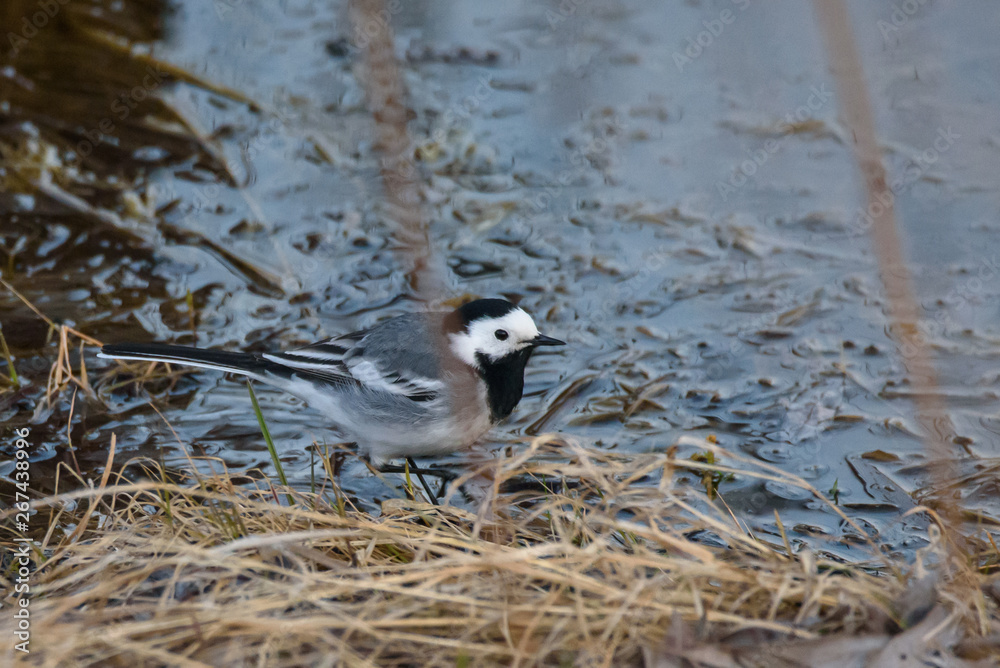 Obraz premium White wagtail bird (Motacilla alba) in water.