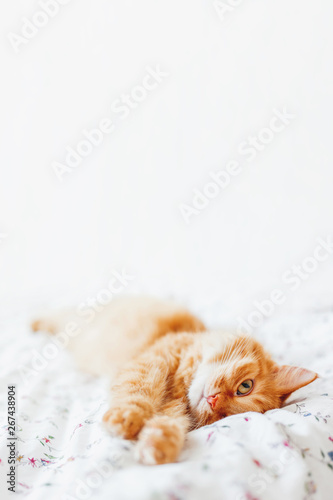Cute ginger cat lying in bed. Fluffy pet comfortably settled to sleep. Cozy home background with funny pet. Place for text.