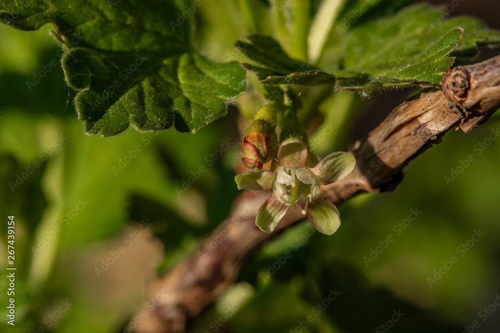 Young green bloom of currant in spring garden Young green bloom of currant in spring garden