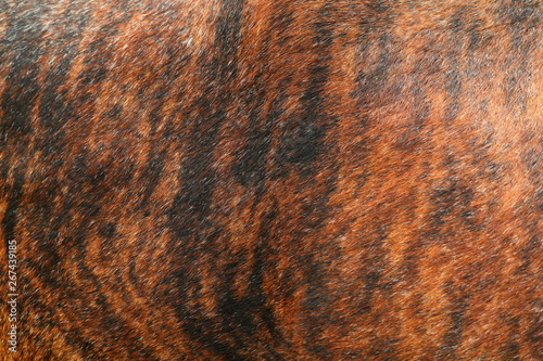 Close up of the brindle red and black hide of a Nguni cow, native cattle to southern Africa.