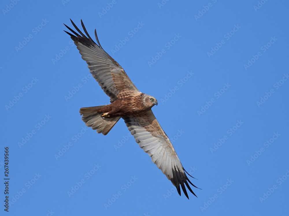 Fototapeta premium Western marsh harrier (Circus aeruginosus)