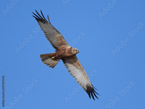 Western marsh harrier (Circus aeruginosus)