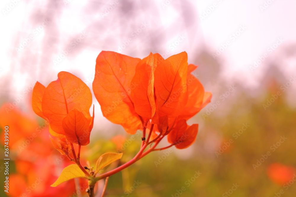 red autumn leaves against blue sky red autumn leaves against blue sky