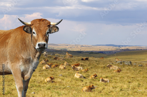 Vache Aubrac avec le troupeau en arrière plan. Auvergne, France