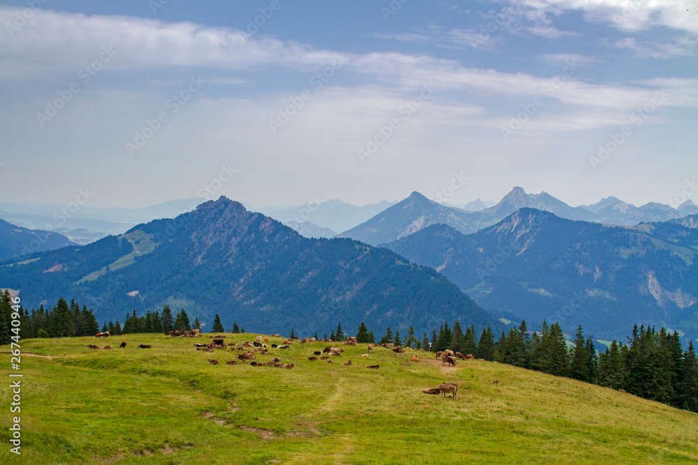 ALLGÄU - Wertach - Kühe - Alpen - Sommer - Herde
