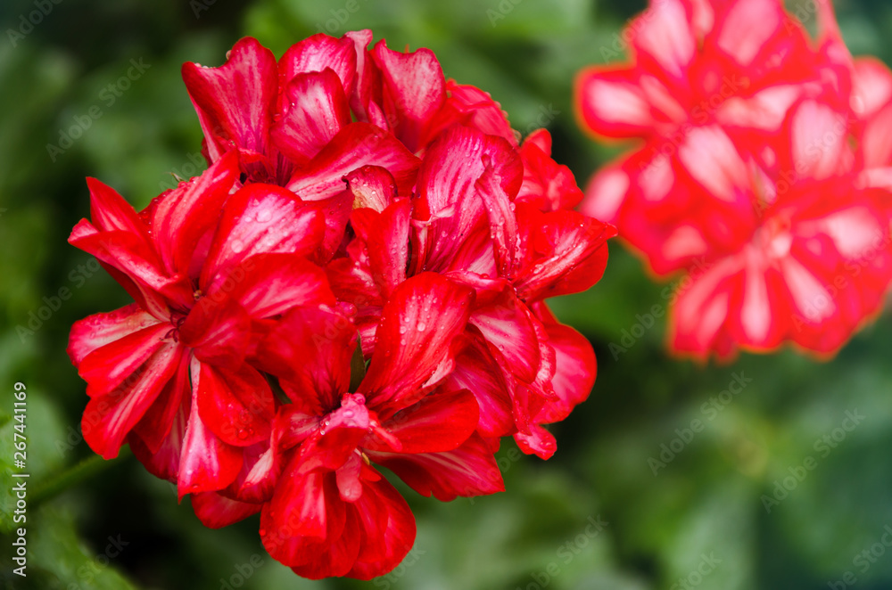 Red garden geranium flowers in pot , close up shot geranium flowers. pelargonium Red garden geranium flowers in pot , close up shot geranium flowers. pelargonium