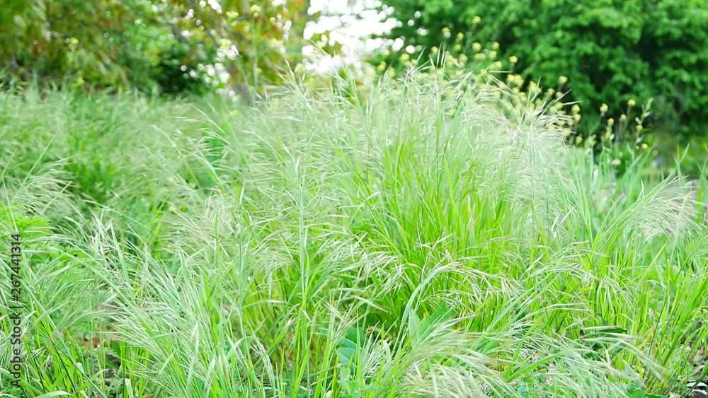 Green fresh grass in the spring meadow Green fresh grass in the spring meadow