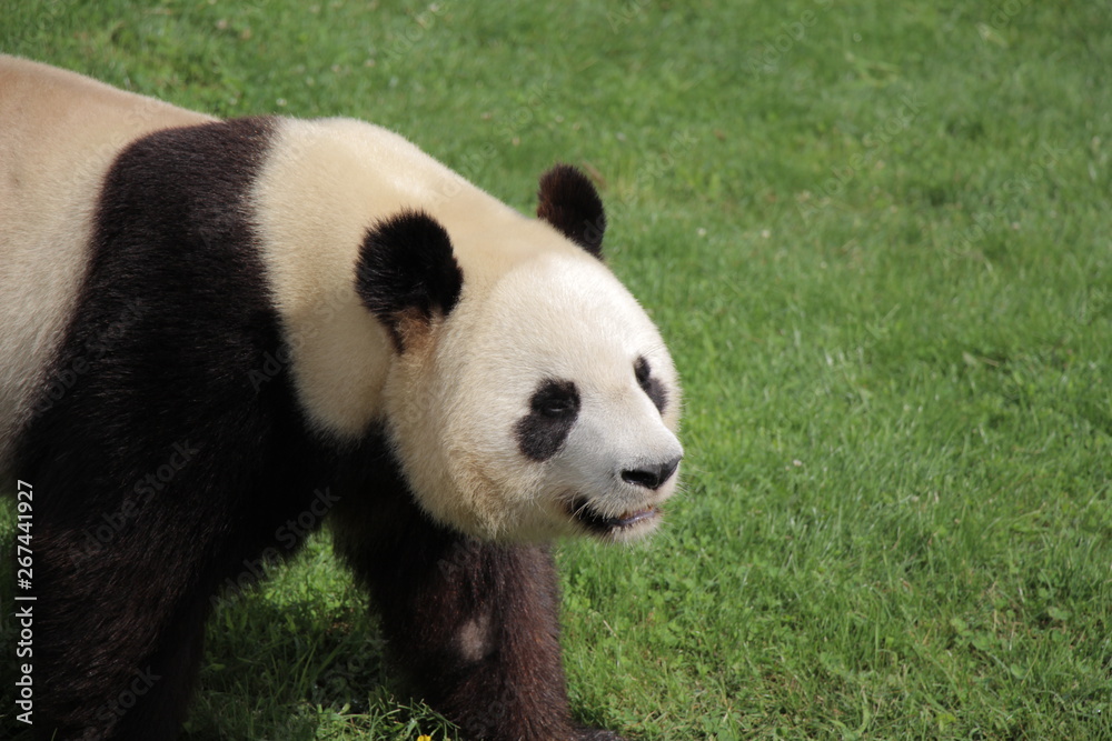 Panda in french zoo Panda in french zoo