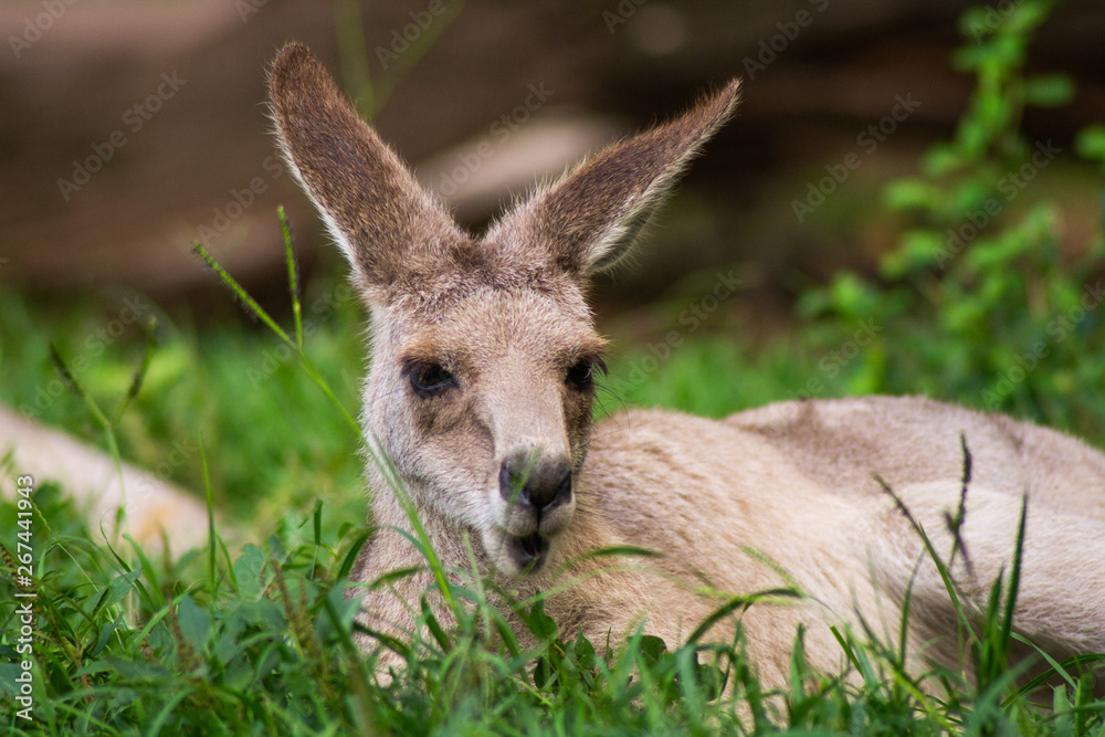 Close up view of adorable adult kangaroo standing on the grass. Wildlife animal concept in its natural environment. Australia. Symbol of Australia. Brisbane.