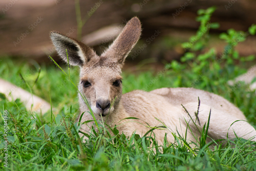 Close up view of adorable adult kangaroo standing on the grass. Wildlife animal concept in its natural environment. Australia. Symbol of Australia. Brisbane.