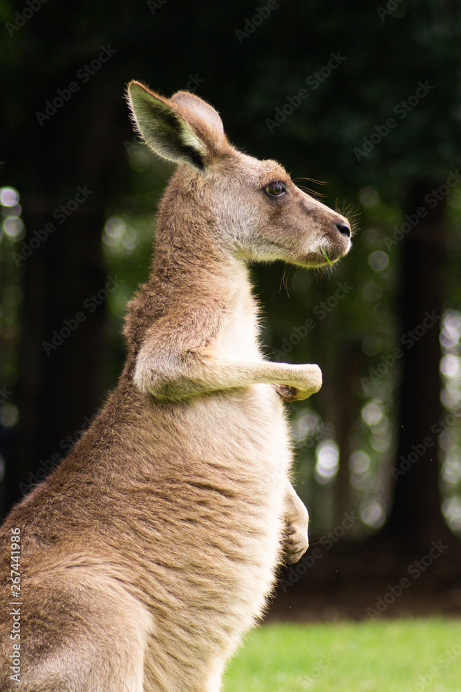 Fototapeta premium Close up view of adorable adult kangaroo standing on the grass. Wildlife animal concept in its natural environment. Australia. Symbol of Australia. Brisbane.