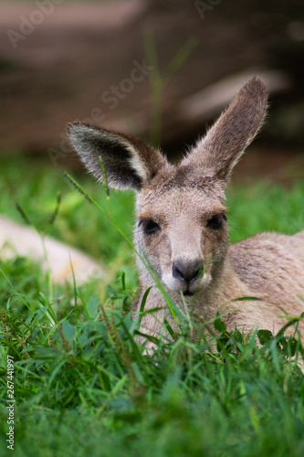Fototapeta Naklejka Na Ścianę i Meble -  Close up view of adorable adult kangaroo standing on the grass. Wildlife animal concept in its natural environment. Australia. Symbol of Australia. Brisbane.