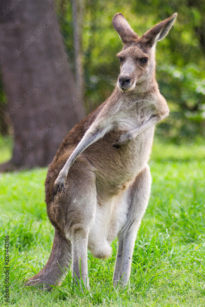 Close up view of adorable adult kangaroo standing on the grass. Wildlife animal concept in its natural environment. Australia. Symbol of Australia. Brisbane. Close up view of adorable adult kangaroo standing on the grass. Wildlife animal concept in its natural environment. Australia. Symbol of Australia. Brisbane.