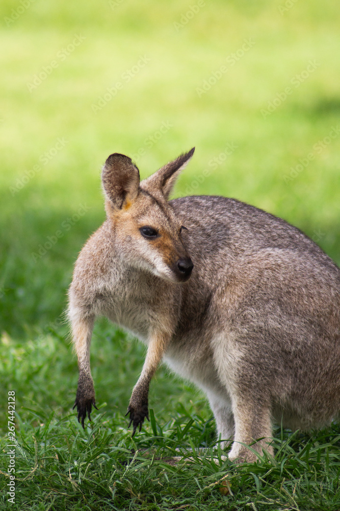 Close up view of adorable adult kangaroo standing on the grass. Wildlife animal concept in its natural environment. Australia. Symbol of Australia. Brisbane. Close up view of adorable adult kangaroo standing on the grass. Wildlife animal concept in its natural environment. Australia. Symbol of Australia. Brisbane.