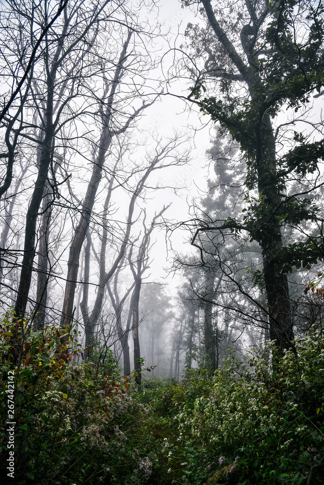 Misty Day Hiking in Shenandoah National Park in Virginia in Summer