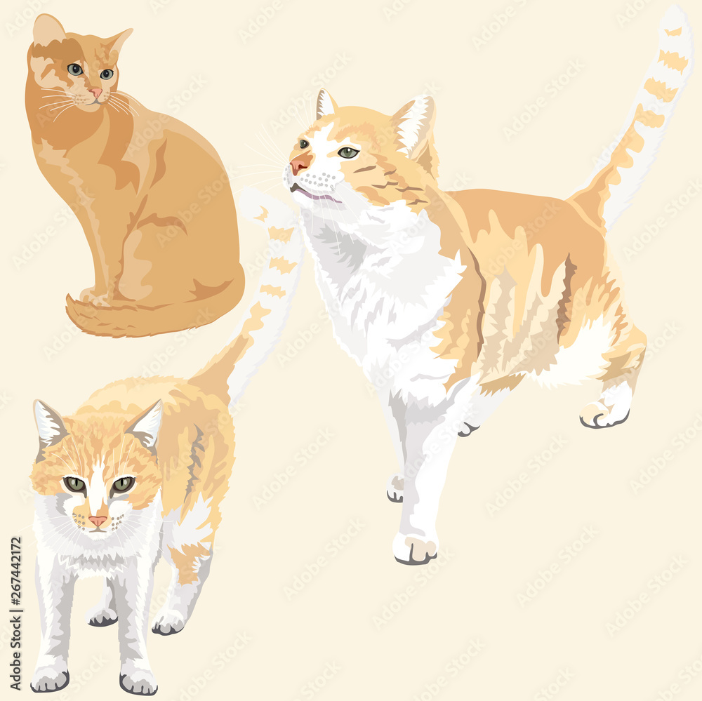 Cute and Funny Ginger Cats