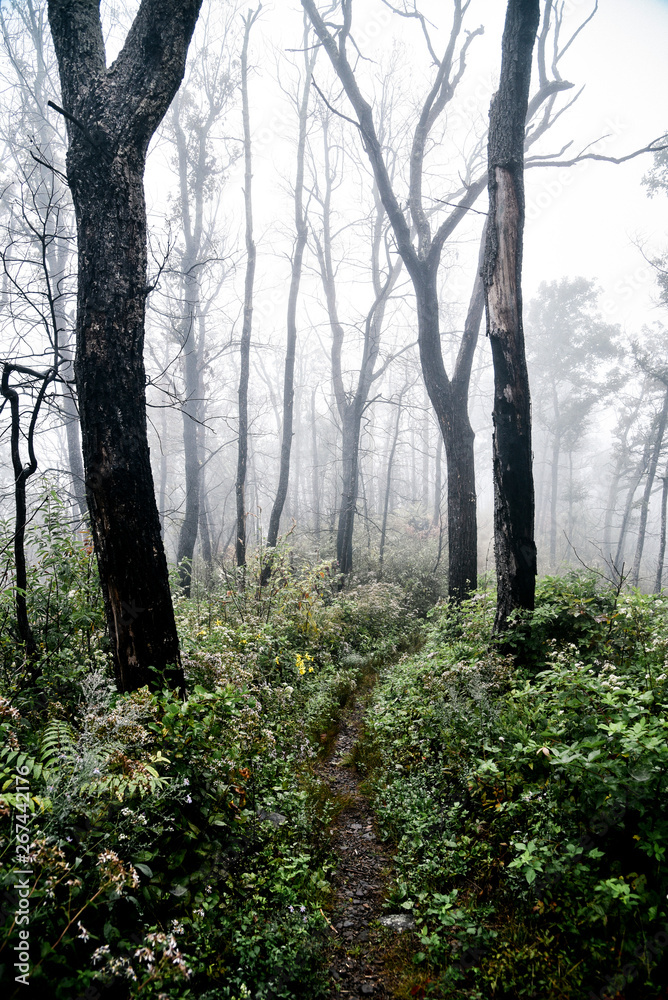 Naklejka premium Misty Day Hiking in Shenandoah National Park in Virginia in Summer