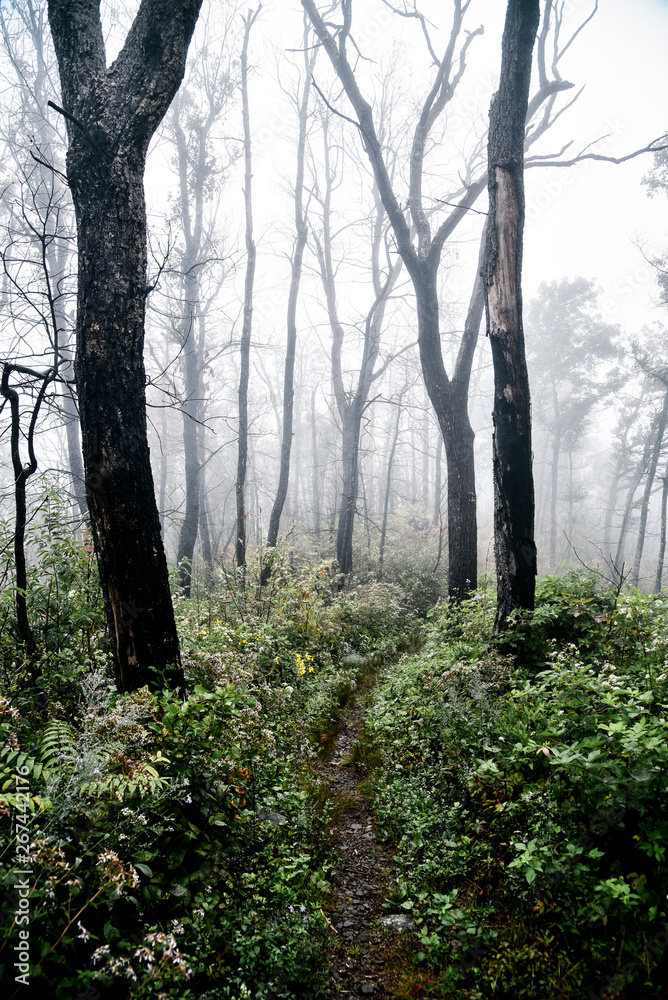 Misty Day Hiking in Shenandoah National Park in Virginia in Summer