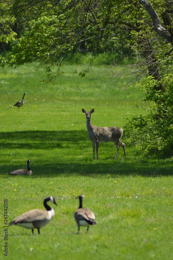 Deer grazing on the green grass in the park Deer grazing on the green grass in the park