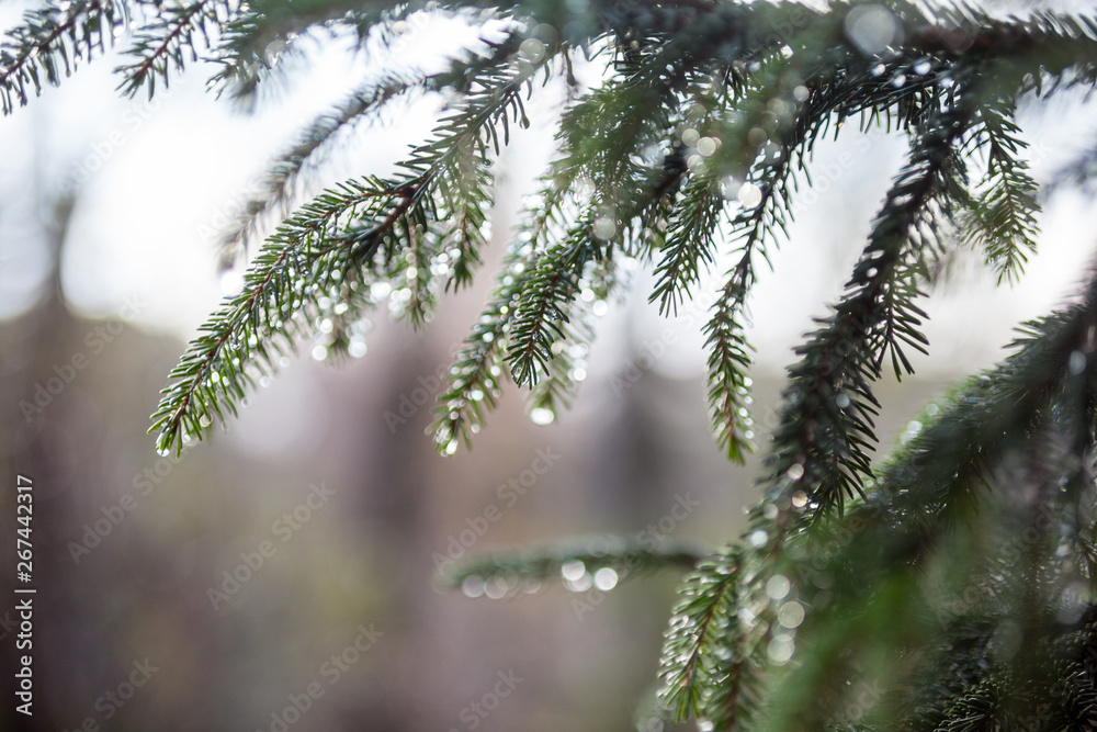 Fir tree branches wet after the rain Fir tree branches wet after the rain