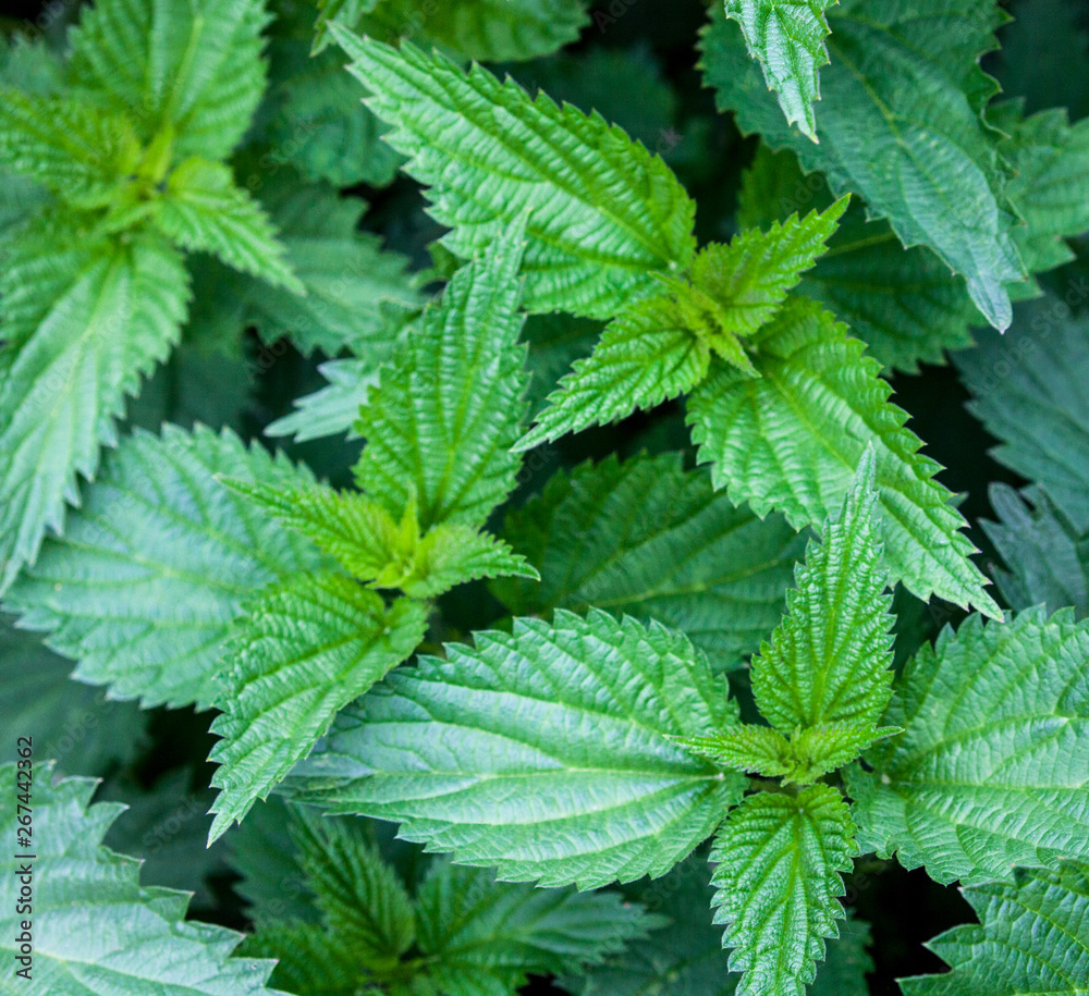 Stinging nettles Stinging nettles
