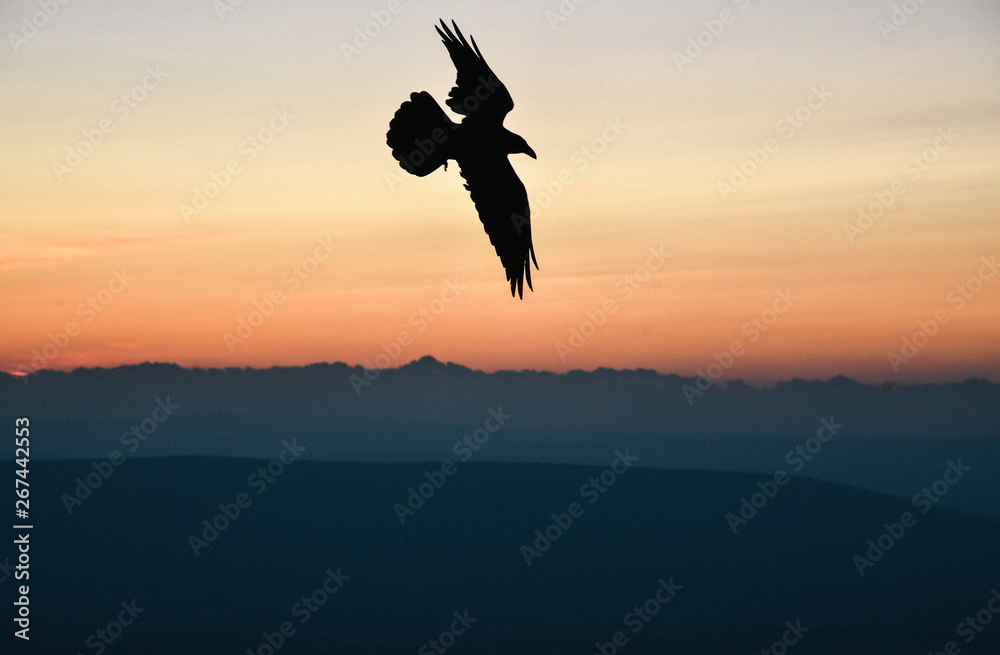 Fototapeta premium Bird Flying at Sunset in Shenandoah National Park in Virginia in Summer