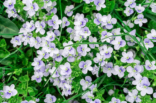 background of blue veronica flowers photo