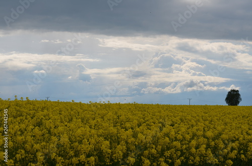 Pole rzepakowe kwiat rzepaku