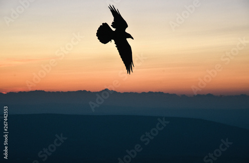 Bird Flying at Sunset in Shenandoah National Park in Virginia in Summer © Alisha