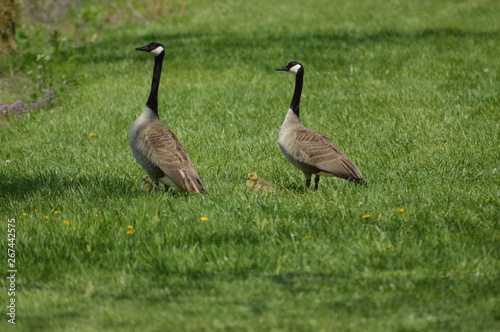 Canada geese and their goslings