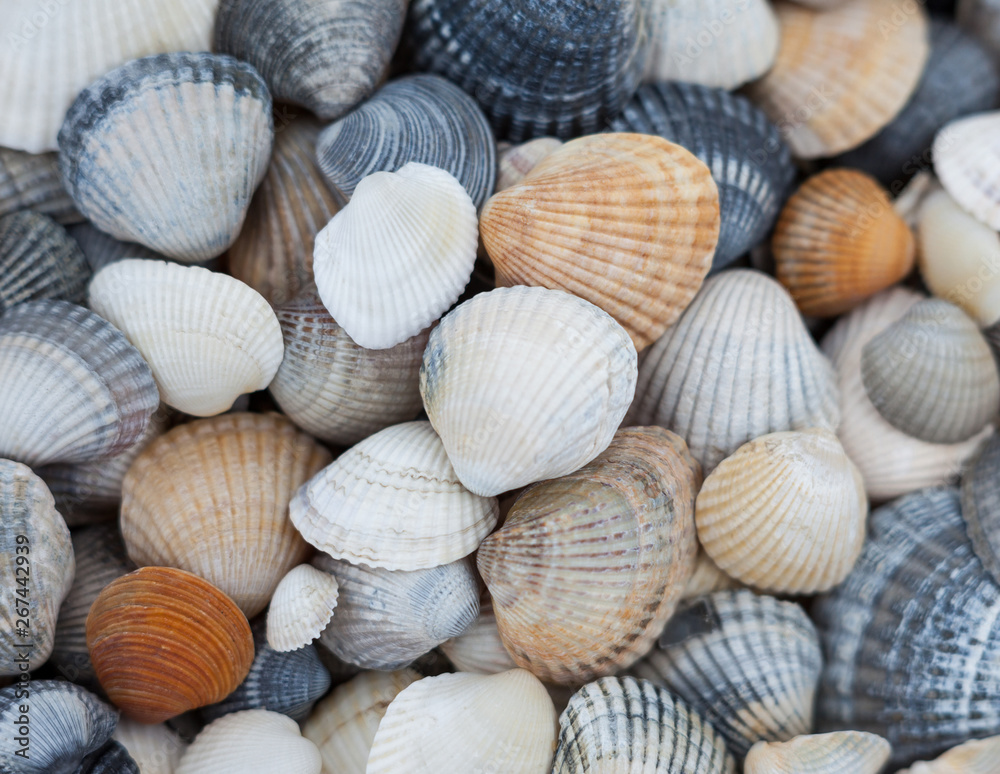 Seashells. Mollusk shells. Seashells. Mollusk shells.