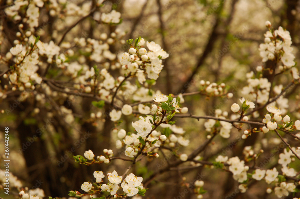 flowers of cherry tree in spring