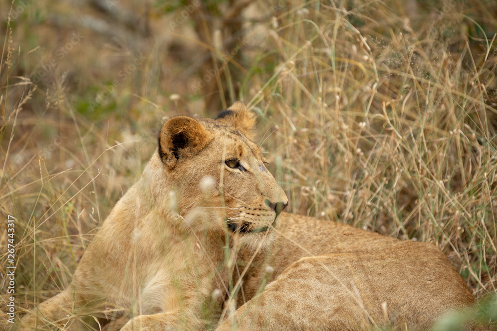 A beautiful pride of lions photographed in southern africa doing their business.