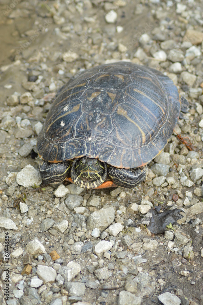 Painted turtle sunbathing in the sun Painted turtle sunbathing in the sun