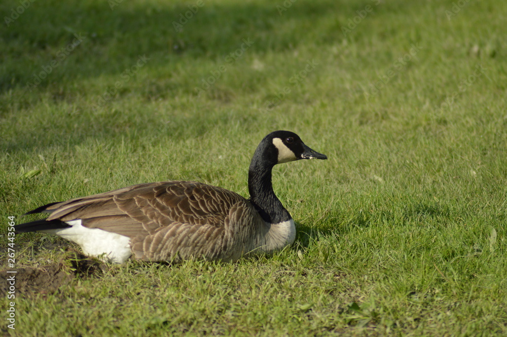 Canada goose resting on the cool green grass Canada goose resting on the cool green grass