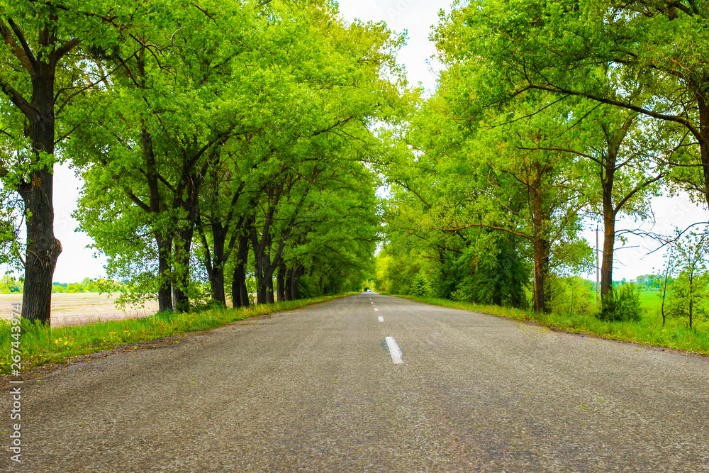 beautiful road in the crowns of green trees.