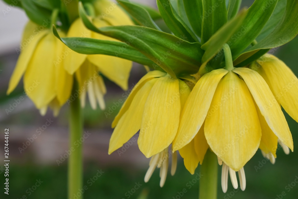 Close-up of yellow fritillaria imperialis flowers in the garden Close-up of yellow fritillaria imperialis flowers in the garden